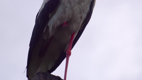 Close-up-of-big-white-stork-body-stand-on-one-leg,-Latvian-countryside