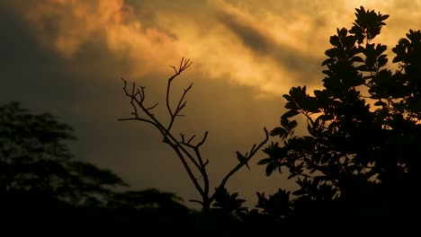 Late-evening-twilight-silhouette-of-a-bird-flying-from-the-top-of-a-tall-tree-branch-in-the-Amazon-rainforest