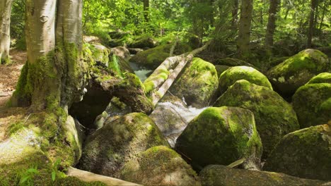 River-flowing-through-a-lush,-green-forest