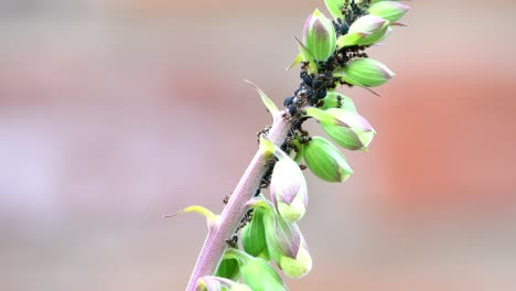 Black-ants-and-black-aphids-on-a-foxglove-stem