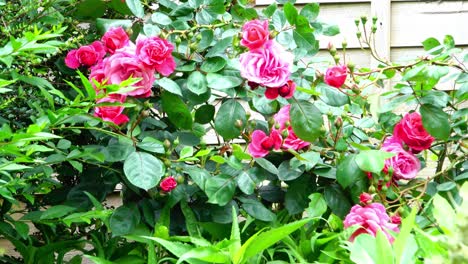 Doppelte-Rosa-Rosen-Auf-Einem-Kletterstrauch-In-Blüte-Und-Knospe