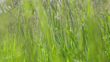 Exuberante-Pradera-Verde-Con-Pastos-Altos-Que-Se-Balancean-Suavemente