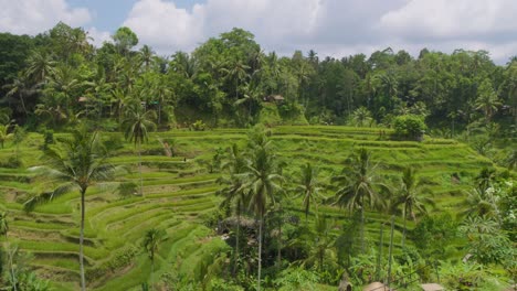 Panorama-of-Tegallalang-rice-terraces-landscape-in-Gianyar,-Bali,-Indonesia