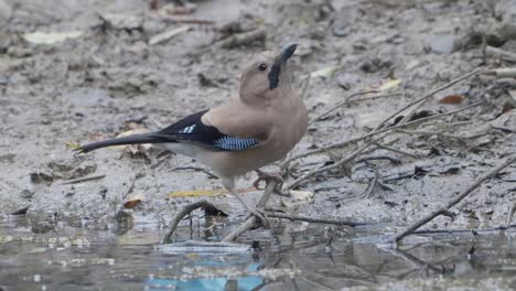 Aves-Raras-De-Nepal