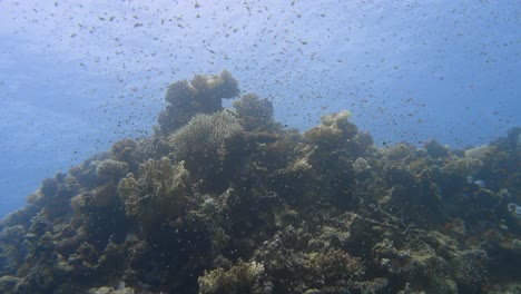 Many-small-fishes-swimming-around-colorful-coral-structures-close-to-the-surface-in-slow-motion-in-4k