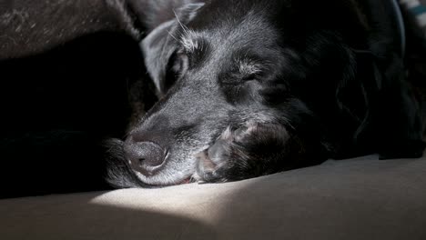 Sunbeam-highlights-resting-senior-black-dog