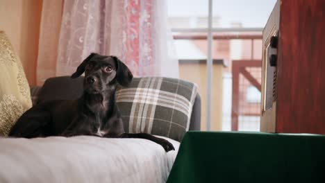 Small-Black-Dog-Enjoying-TV-Time-on-Sofa