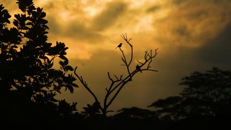 Zeitraffer-Vögel-Auf-Einem-Baum-Mit-Goldenem-Himmel-Und-Wunderschöner-Wolkenlandschaft-Im-Wald