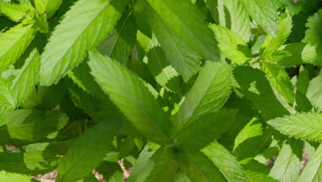 Lush-green-mint-leaves,-vibrant-and-fresh,-in-a-garden-setting