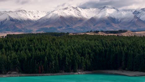 Bosque-De-Coníferas-En-La-Orilla-Del-Lago-Pukaki-Y-Fondo-Majestuoso-De-La-Cordillera