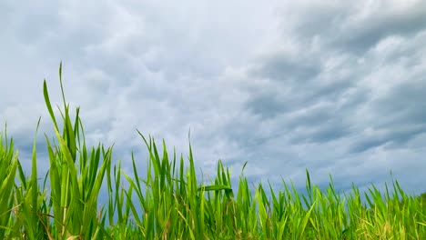 Niedrige-Ansicht-Von-Grünem-Weizen-Im-Wind-Und-Dunkler-Gewitterwolkenstruktur-Am-Himmel