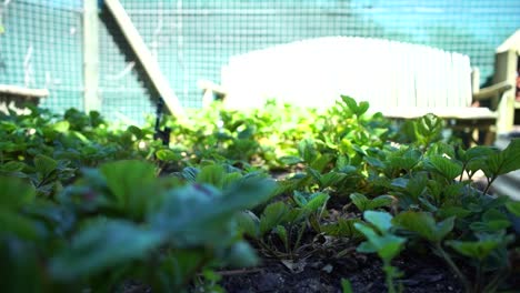 Erdbeerpflanzen-In-Einem-Garten