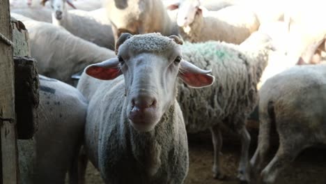 A-sacrificial-goat-is-being-fed-at-a-makeshift-livestock-market-ahead-of-the-Muslim-festival-of-Eid-al-Adha,-in-Turkey