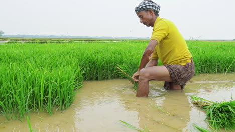 En-El-Campo-Agrícola,-Un-Granjero-Rural-Asiático-Prepara-Plántulas-De-Arroz-Para-La-Plantación.