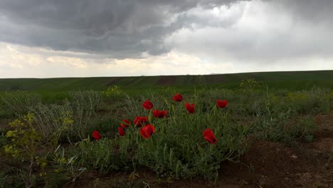 Bewölktes-Wetter,-Grünes-Feld,-Frühlingssaison,-Malerische-Rote-Schlafmohnblüte-In-Weiter-Sicht,-Schlichter-Hintergrund,-Landschaft,-Frisches-Gras-Im-Nahen-Osten,-Asien,-Natürliche-Landschaft,-Alborz-Gebirge,-Iran,-Hyrkanische-Wälder