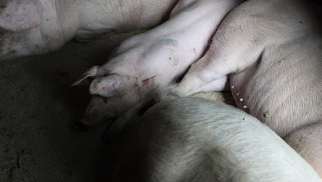 Das-Leben-Der-Schweine-In-Einem-Schweinestall-Auf-Einem-Bauernhof