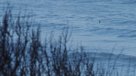 Möwen-Fliegen-In-Der-Abenddämmerung-über-Dem-Meer,-Zeitlupe-4k