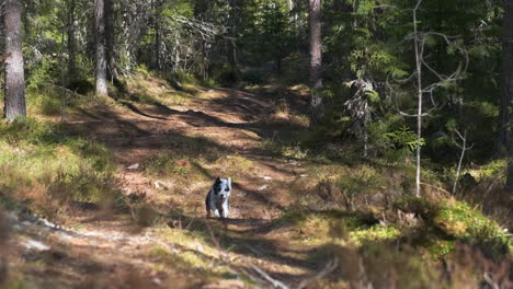 A-happy-shepherd-dog-runs-towards-camera-in-slow-motion