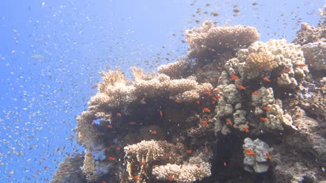 Many-coloured-fishes-waiving-in-the-current-close-to-coral-structures-in-4k