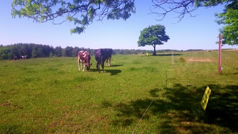 Vacas-Pastando-En-Pastos-Verdes-En-Smiley-Hill-Farm-Westbrook,-Maine