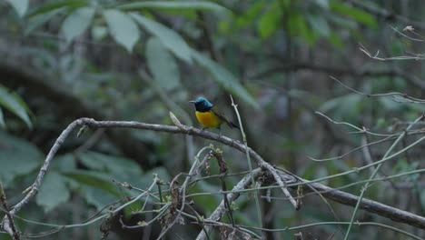 Aves-Raras-De-Nepal