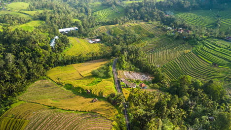 Wechselnde-Sonnen--Und-Schattenterrassen-Mit-Reisfeldern,-Eingebettet-In-Den-Dschungelbedeckten-Vulkanhang,-Bali,-Indonesien