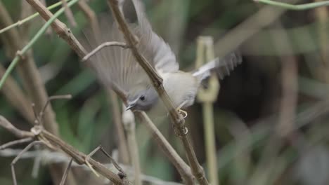 Fulchoki-Godawori-En-Katmandú-Es-El-Hogar-De-Aves-Raras-De-Nepal