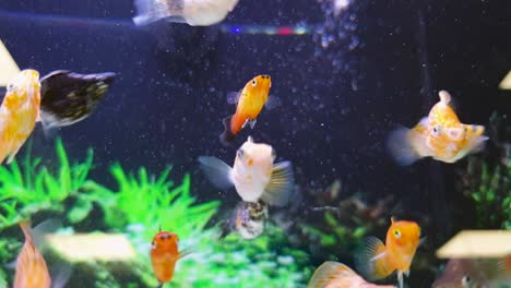 Close-up-of-male-and-female-molly-tropical-fish-in-freshwater-tank