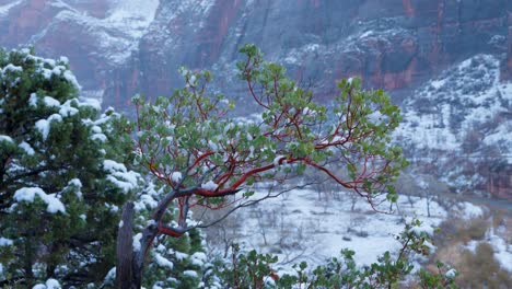 Ein-Wunderschöner-Manzanita-Baum,-Um-Den-Herum-Schnee-Fällt,-In-Den-Bergen-Des-Zion-Nationalparks