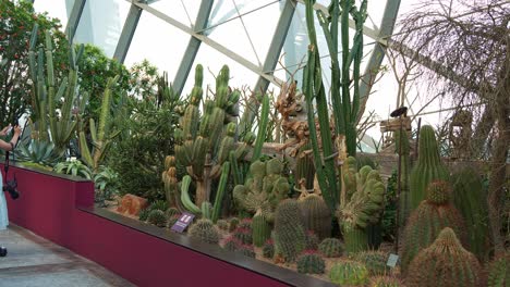 Turista-Paseando-Por-El-Invernadero-Interior-Con-Cúpula-De-Flores-En-Los-Jardines-Junto-A-La-Bahía,-Una-Sección-Del-Invernadero-Que-Muestra-Varias-Plantas-Del-Desierto,-Especies-Suculentas-Y-Cactus