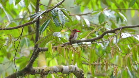 a-female-Banded-kingfisher-is-perched-on-a-durian-tree