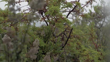 Schmale-Brennweite-Einer-Exotischen-Pflanze-In-Los-Paramos-De-El-Pedregal,-Kanton-Mejia,-Provinz-Pichincha,-Ecuador