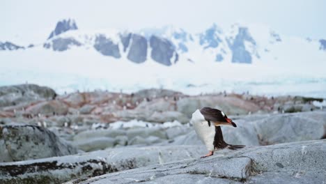 Penguin-and-Mountains-in-Antarctica-Dramatic-Landscape-Scenery,-Gentoo-Penguins-and-Beautiful-Amazing-Winter-Scene-in-Antarctic-Peninsula-on-Rocky-Rocks-with-Mountain-Peaks-and-Summits