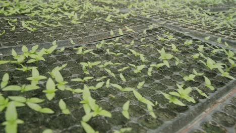 close-up-of-bell-pepper-sucker-plants-ready-to-go-into-the-ground-plant-farming-and-cultivation-of-fresh-healthy-crops