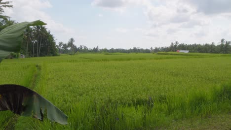 Los-Exuberantes-Campos-De-Arroz-Verdes-De-Ubud,-Bali,-Indonesia.