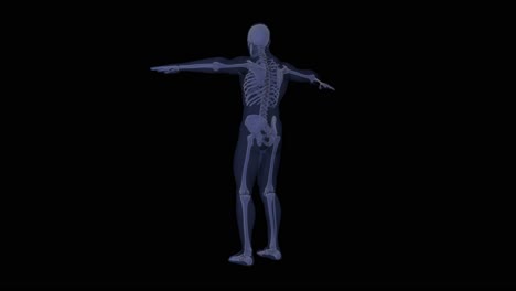 Anatomie-Des-Holographischen-Skelettsystems-Im-Menschlichen-Körper-Auf-Schwarzem-Hintergrund