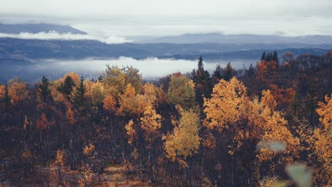 Colorido-Bosque-Otoñal-Sobre-El-Valle-Envuelto-En-Niebla