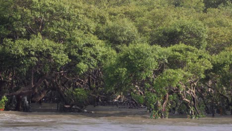 Mangroves-tree-in-sea_carter-Road-Bandra