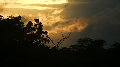 Vögel,-Die-In-Der-Abenddämmerung-Im-Wald-Auf-Den-Silhouetten-Der-Bäume-Thront---Statische-Aufnahme