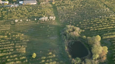 Sunrise-drone-pivot-above-apple-orchard-on-lush-farm-land-with-dam-in-the-middle