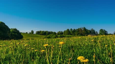 Dandelion-flower-closing-up-as-the-sunset-comes