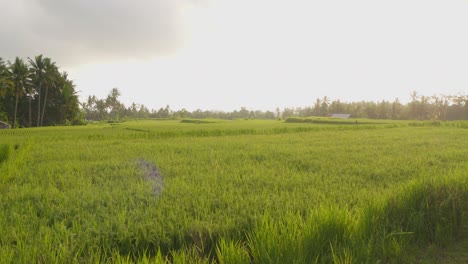 Una-Vista-Serena-De-Exuberantes-Campos-De-Arroz-Verdes-En-Bali,-Indonesia.