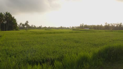 Una-Vista-Serena-De-Exuberantes-Campos-De-Arroz-Verdes-En-Bali,-Indonesia.