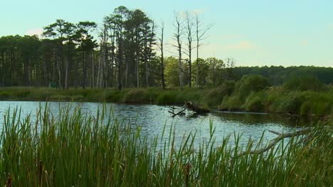 Swamps-At-Blackwater-National-Wildlife-Refuge,-Maryland---Tilt-Up-Shot