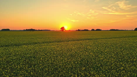 Canola-Rapeseed-Fields-Against-Bright-Sunset-Sky