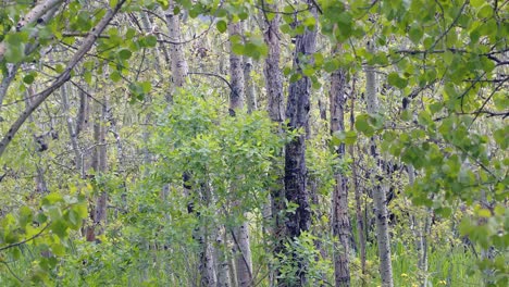 Nature-background:-Spring-seed-fluff-blows-through-aspen-tree-grove