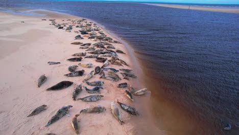 Colonia-De-Focas-Tomando-El-Sol-En-La-Orilla-Arenosa-De-La-Bahía-De-Findhorn-En-Moray,-Escocia