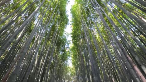 Looking-Up-On-Sagano-Bamboo-Forest-In-Kyoto,-Japan