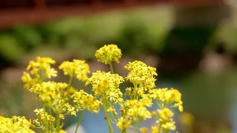 Gelbe-Blüten-Der-Blühenden-Butterkraut-Blume-Im-Sonnenlicht-Durch-Den-Fluss