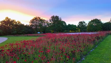 Red-flowers-in-park-of-Robert-Tatin-Museum,-Cossé-le-Vivien-in-Mayenne-department,-France